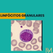 Linfócitos granulares