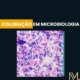 Métodos de coloração em microbiologia