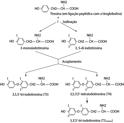 tireoide