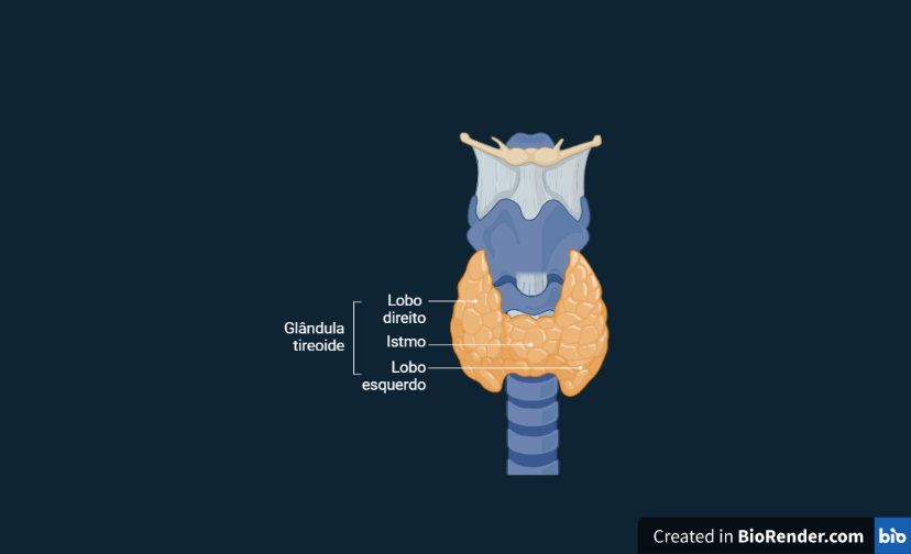 tireoide