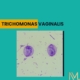 Trichomonas vaginalis