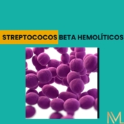 Streptococos Beta Hemolíticos