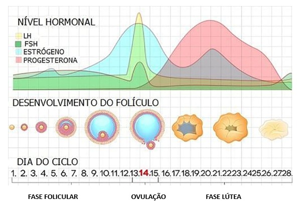 HORMÔNIOS FEMININOS