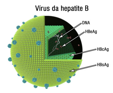 HEPATITE B