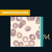 hemoparasitoses